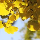 은행나무길 대여소 이미지