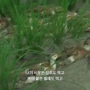 일본의 고시히카리 벼농사비법 이미지