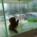 프리티도그 이미지