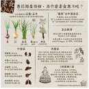 달래(Dalae) 이미지