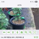 국화동호회 고급반, 전문가반 일반작 7호pp분 이식 26.3.26.목.~29.일. 이미지