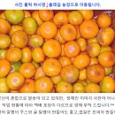 📢 비타민 팡팡 못난이 귤🍊따기 이벤트 이미지