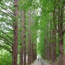5월27일(일) 용인 마락산 임도길, 용인자연휴양림, 태교의 숲, 한국외대. 이미지