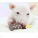헬로 퍼피 이미지