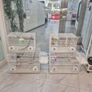 리프패럿 롯데마트 광복점 이미지