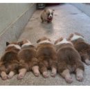 식사하셨습니까 이미지