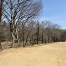 용인 한국민속촌 아이랑 놀거리 먹거리 봄꽃 구경