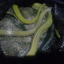 임진강민물장어 이미지