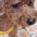 행복동물약국 이미지