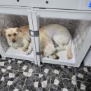 퍼피앤독 이미지