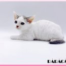 광주고양이분양 제나캣 광주점 이미지