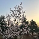 +107 : 꽃과 함께 4月