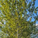 수영강 세월교 이미지