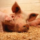 돼지두마리 이미지