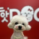 핫도그애견샵 이미지