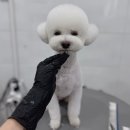 하이랑 애견유치원 이미지