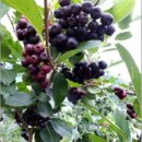 소림농장 이미지