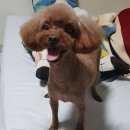 넘버원트리머 이미지