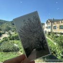 티킷