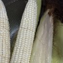 괴산두루두루협동조합 | 괴산미백찰옥수수 구매 후기, 삶는 시간과 보관법