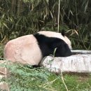 포곡로5번길 | [블챌]에버위시 막차 타다(메가커피 신메뉴 꿀팁)