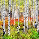 자작나무 이미지