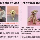 수수펫살롱 이미지