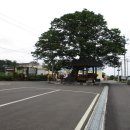 사천송림 이미지