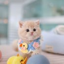 몸몸몸 | 핑크골드브리티쉬숏헤어 두상최고 체형최고 모색최고 냥이에요~!!