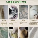 코즈미코