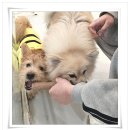 아이조아 요양보호소 서울점 | 의정부강아지보호소 호기심에 방문해봤어요