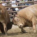 소 이야기 이미지