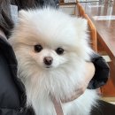 삼송동물의료센터 | 삼송사랑동물의료센터: 포메라니안 슬개골 검진