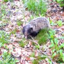 희여울과 꽃나예 이미지