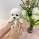 엘린퍼피 이미지