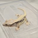 아주 특별한 부모 수업 | 용인원데이클레스 청결한 파충류 매장 팀버렙타일곤충파충류샵 체험수업 후기