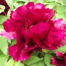 화목시장 이미지