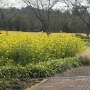 농업기술센터 서부지소 | 제주도 유채꽃 시기 제주 유채꽃 무료 서부농업기술센터