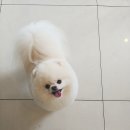 오늘도이쁘개 이미지