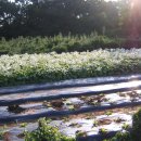 승지농장 이미지