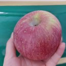 영주소백쇼핑몰 | 달콤한 영주사과 영주풍기사과농원 직배송 부사사과