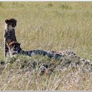 동물의 왕국 이미지