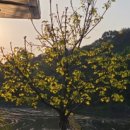 오동나무농장 이미지