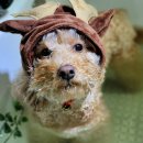 메모리멍 이미지