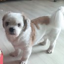 빵근맘마 | [노견 습식사료 추천] 밥 안먹는 멍멍이를 위한 영양식 빵근맘마 급여후기 :D