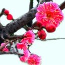 꽃피는날 이미지