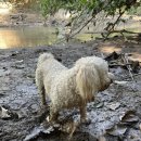 도시 강아지 이미지