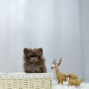 독스캣 강아지고양이 수원점 이미지