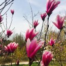 [개인과제] 자목련(Magnolia liliflora Desr.) - 154635 김명선 이미지