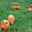 우리한우2 이미지